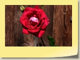 Rose_4